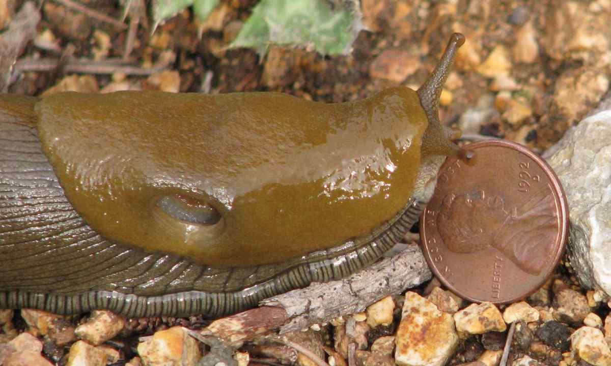 How to struggle with slugs